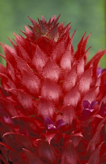 Brazil, Amazon Region. Wild Pineapple Bromeliad. (Ananas bracteatus) Brazil, Amazon Region. Wild Pineapple Bromeliad. (Ananas bracteatus)