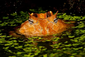 Brazilian Horn Frog, Ceratophrys cornutus, Native to Eastern South America, Mainly Brazil Brazilian Horn Frog, Ceratophrys cornutus, Native to Eastern South America, Mainly Brazil