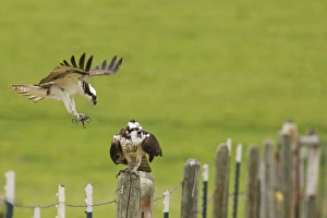Breeding pair of osprey near Rollins, Montana, USA Breeding pair of osprey near Rollins, Montana, USA
