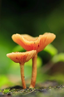 Bright orange mushrooms in the heart of the Queensland rainforest at Babinda Bright orange mushrooms in the heart of the Queensland rainforest at Babinda