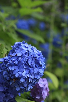 Brightly coloured Hydrangea flowers in the grounds of Kiyomizudera Temple in Kyoto, Japan Brightly coloured Hydrangea flowers in the grounds of Kiyomizudera Temple in Kyoto, Japan