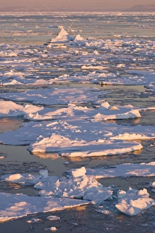 Broken pack ice at sunrise Godthab Golf Greenland Broken pack ice at sunrise Godthab Golf Greenland