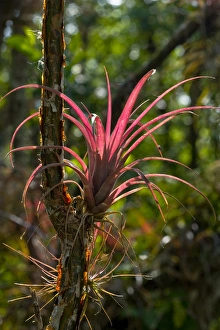 A bromeliad airplant, of the genus Tillandsia, has pineapple-like leaves that seasonally show red A bromeliad airplant, of the genus Tillandsia, has pineapple-like leaves that seasonally show red