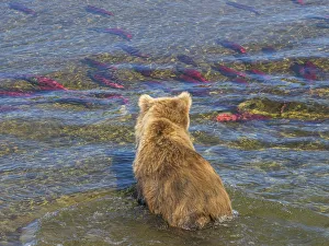 Brown bear fishing in shallow waters, Katmai National Park, Alaska, USA Brown bear fishing in shallow waters, Katmai National Park, Alaska, USA