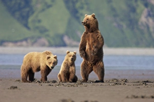 A brown bear mother and cubs walks across mudflats in Kaguyak Bay, Katmai Coast, Alaska A brown bear mother and cubs walks across mudflats in Kaguyak Bay, Katmai Coast, Alaska