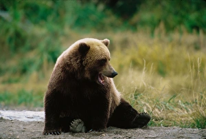 Brown Bear, Ursus arctos, Alaska Peninsula, Alaska, USA, Katmai National Park, Brown Brown Bear, Ursus arctos, Alaska Peninsula, Alaska, USA, Katmai National Park, Brown