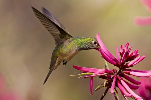 Buff-bellied Hummingbird (Amazilia yucatanensis) feeding at coral bean flower Buff-bellied Hummingbird (Amazilia yucatanensis) feeding at coral bean flower
