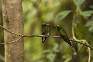 Buff-tailed Coronet (Boissonneaua flavescens) on Feeder Mindo Cloud Forest Buff-tailed Coronet (Boissonneaua flavescens) on Feeder Mindo Cloud Forest