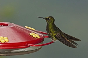 Buff-tailed Coronet(Boissonneaua flavescens) on Feeder, Mindo, Cloud Forest, West slope of Andes Buff-tailed Coronet(Boissonneaua flavescens) on Feeder, Mindo, Cloud Forest, West slope of Andes