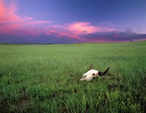 Buffalo Skull in Prairie Grass near Medora North Dakota Buffalo Skull in Prairie Grass near Medora North Dakota