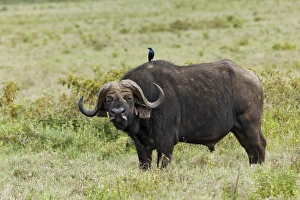 Buffalo and starling, Lake Nakuru National Park, Kenya, Africa Buffalo and starling, Lake Nakuru National Park, Kenya, Africa