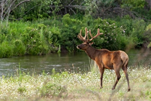 Bull Elk in the National Bison Range, Montana Bull Elk in the National Bison Range, Montana