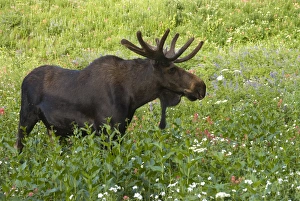 Bull moose (Alces alces) in wildflowers, Little Cottonwood Canyon Bull moose (Alces alces) in wildflowers, Little Cottonwood Canyon