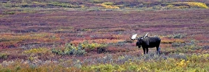 Bull Moose browses the tundra in early morning, Denali National Park Bull Moose browses the tundra in early morning, Denali National Park