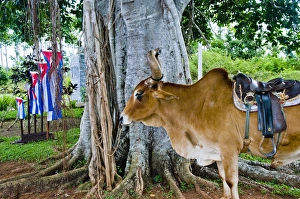 Bull in Pinar del Rio, Vinales, Vinales Valley, Valle de Vinales, Cuba Bull in Pinar del Rio, Vinales, Vinales Valley, Valle de Vinales, Cuba