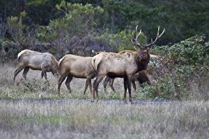 A bull Roosevelt Elk guards his herd in Northern California A bull Roosevelt Elk guards his herd in Northern California