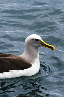 A Bullers albatross (Thalassarche bulleri) with fishing line caught in its beak A Bullers albatross (Thalassarche bulleri) with fishing line caught in its beak