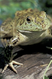 David R Frazier Photography Prints: Bullfrog