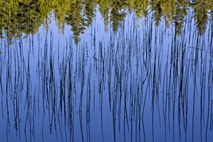 Bullrushes and trees reflect into small lake in the Whitefish Range near Whitefish Bullrushes and trees reflect into small lake in the Whitefish Range near Whitefish