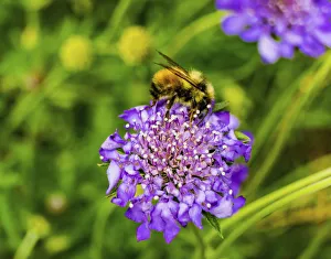 Bumble bee searching pollen nectar. Blue pincushion Bumble bee searching pollen nectar. Blue pincushion