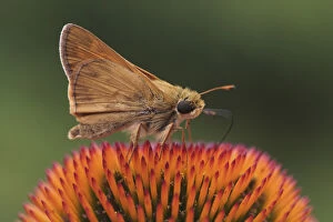 Images Dated 1st July 2004: Bunchgrass Skipper, Problema byssus Bunchgrass Skipper, Problema byssus