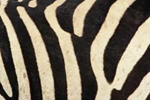Burchell's Zebra Habitat Prints: Burchells Zebra pattern of stripes, Equus burchellii, Ngorongoro Crater, Tanzania