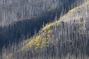 Burn area, Sacred Headwaters, British Columbia Burn area, Sacred Headwaters, British Columbia