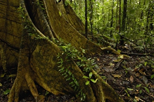 Buttress Roots Rain Forest Understory Yasuni National Park Biosphere Reserve Buttress Roots Rain Forest Understory Yasuni National Park Biosphere Reserve