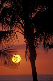 CA, Costa Rica, Nicoya Peninsula, near Malpais Sunset through coconut palms CA, Costa Rica, Nicoya Peninsula, near Malpais Sunset through coconut palms