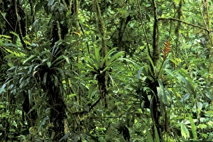 CA, Costa Rica, Parque National Braulio Carillo, La Selva Biological Station CA, Costa Rica, Parque National Braulio Carillo, La Selva Biological Station