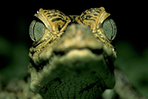 CA, Panama, Barro Colorado Island baby Narrow-snouted Spectacled Caiman portrait CA, Panama, Barro Colorado Island baby Narrow-snouted Spectacled Caiman portrait