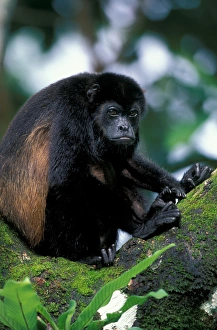 CA, Panama, Barro Colorado Island black howler monkey (Alouatta palliata) CA, Panama, Barro Colorado Island black howler monkey (Alouatta palliata)