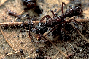 CA, Panama, Barro Colorado Island Ectatomma ant drinking water (Ectatomma sp.) CA, Panama, Barro Colorado Island Ectatomma ant drinking water (Ectatomma sp.)