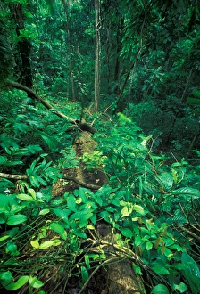 CA, Panama, Barro Colorado Island fresh tree fall gap, approx. 5 months old CA, Panama, Barro Colorado Island fresh tree fall gap, approx. 5 months old