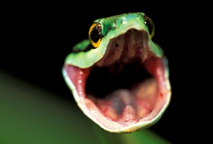 CA, Panama, Barro Colorado Island Green parrot snake portrait threatening display CA, Panama, Barro Colorado Island Green parrot snake portrait threatening display