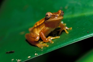 CA, Panama, Barro Colorado Island rain forest frog CA, Panama, Barro Colorado Island rain forest frog