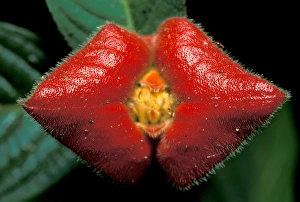 CA, Panama, Barro Colorado Island red rainforest flower, kissing lip (Psychotria sp.) CA, Panama, Barro Colorado Island red rainforest flower, kissing lip (Psychotria sp.)