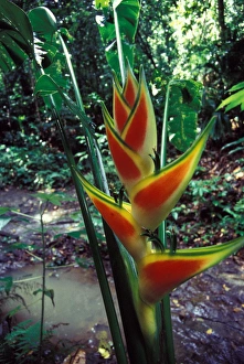 CA, Panama, Barro Colorado Island red and yellow Heliconia flower (Heliconia sp.) CA, Panama, Barro Colorado Island red and yellow Heliconia flower (Heliconia sp.)