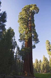 CA, Sequoia NP, Big Trees Trail, Giant Sequoia tree CA, Sequoia NP, Big Trees Trail, Giant Sequoia tree