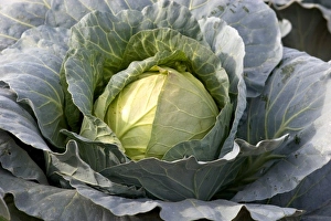 Cabbage growing on a farm in Fruitland, Idaho Cabbage growing on a farm in Fruitland, Idaho
