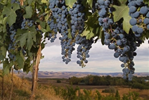 Cabernet Sauvignon grapes hanging in the vineyard of Basel Cellars in Walla Walla Washington, USA Cabernet Sauvignon grapes hanging in the vineyard of Basel Cellars in Walla Walla Washington, USA