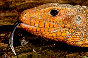 Caiman Lizard, Dracaena guianensis, Native to Northeastern South America Caiman Lizard, Dracaena guianensis, Native to Northeastern South America