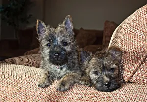 Large cairn terrier puppies for sale sales