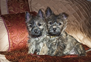 Two Cairn Terrier puppies sitting together on a bed with
