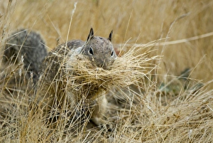 California ground squirrel foraging, Spermophilus beecheyi, San Luis Obispo, California California ground squirrel foraging, Spermophilus beecheyi, San Luis Obispo, California