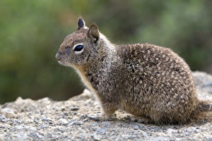 California Ground Squirrel in Southern California, USA California Ground Squirrel in Southern California, USA