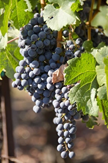 California, Napa Valley Wine Country. Wine vineyard, Fall crush season" California, Napa Valley Wine Country. Wine vineyard, Fall crush season"