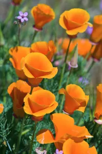 California Poppies (Eschscholtzia californica), Antelope Valley, California USA California Poppies (Eschscholtzia californica), Antelope Valley, California USA