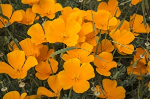 California poppies in Montana de Oro State Park, Los Osos, California Central Coast California poppies in Montana de Oro State Park, Los Osos, California Central Coast