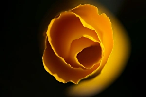 California Poppy, Santa Cruz, California, USA California Poppy, Santa Cruz, California, USA